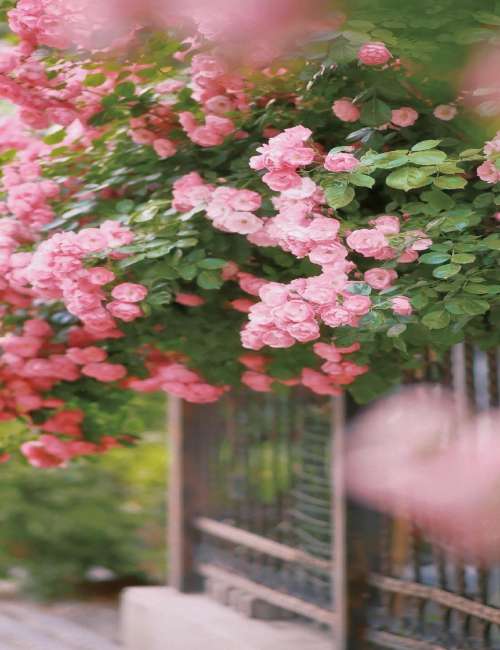 教师节祝福语成语